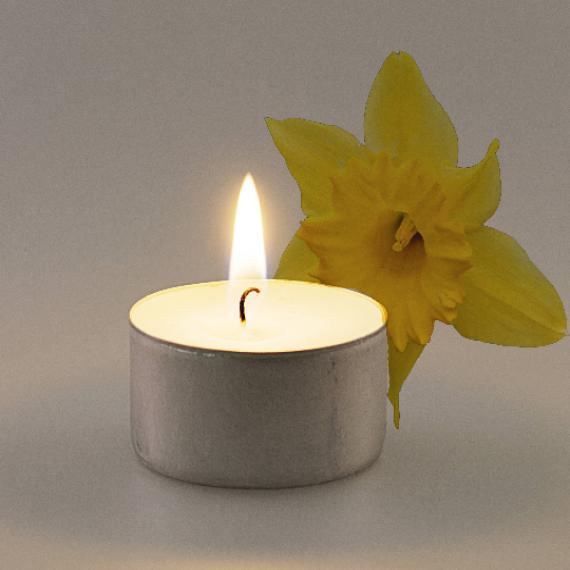 Picture of Daffodil Scented Tealights