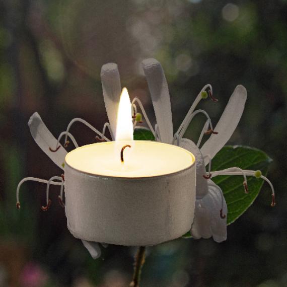 Honeysuckle Scented Tealights